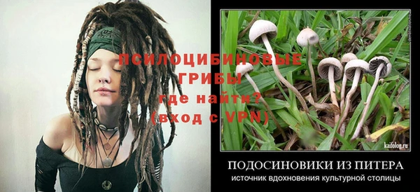 ГАЛЛЮЦИНОГЕННЫЕ ГРИБЫ Белокуриха
